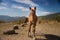 Horses graze on meadow, feeding.