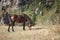 Horses graze on meadow, feeding.