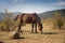 Horses graze on meadow, feeding.