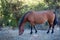 Horses graze on meadow, feeding.