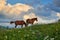 Horses graze in a meadow in the mountains, sunset in carpathian mountains - beautiful summer landscape, bright cloudy sky and