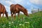 Horses graze in a meadow in the mountains, sunset in carpathian mountains - beautiful summer landscape, bright cloudy sky and