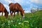 Horses graze in a meadow in the mountains, sunset in carpathian mountains - beautiful summer landscape, bright cloudy sky and