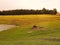 Horses graze on a meadow at sunset France. Landscape suburbs of French villages