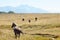 Horses graze near the mountain in the pasture in the autumn