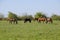 Horses graze in the pasture. Paddock horses on a horse farm. Walking horses