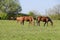 Horses graze in the pasture. Paddock horses on a horse farm. Walking horses