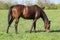 Horses graze in the pasture. Paddock horses on a horse farm. Walking horses