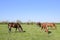 Horses graze in the pasture. Paddock horses on a horse farm. Walking horses