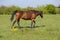 Horses graze in the pasture. Paddock horses on a horse farm. Walking horses