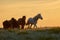 Horses graze on pasture at sunset.