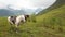 Horses graze in a picturesque place: lush green grass, hills, mountains. Haze in the distance. Cloudy rainy weather. Travel