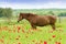 Horses graze in a poppy field.