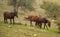 Horses graze on the slopes in the misty haze