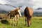 Horses graze in the sun-drenched meadow. Mountains of Ukraine