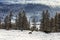 Horses graze in the winter taiga. Altai Republic,