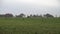 Horses are grazed on a meadow in the foggy autumn afternoon. Lower Saxony.