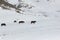 Horses are grazed on a snow glade among mountains