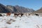 Horses are grazed on a snow glade among mountains in the early s