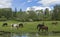 Horses Grazing