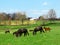 Horses Grazing