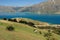 Horses grazing above lake Hawea