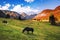 Horses grazing in alpine meadows at autumn.