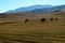 Horses grazing in Assy plateau with river in Turgen, Kazakhstan