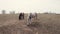 Horses grazing in barren field