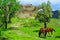 Horses grazing in Boltana Castle, in Huesca, Spain