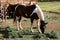 Horses grazing in Capitol Reef National Park - Utah, USA