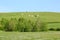 Horses grazing on distance hill