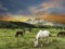 Horses grazing in Drakensberg valley in Kwazulu Natal South Africa