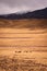 Horses grazing in a dry grassland by the snowy Andes mountains in Valle de Uco, Mendoza, Argentina, in a dark cloudy day
