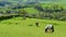 Horses grazing on a farmland