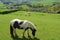 Horses grazing on a farmland