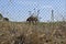 Horses grazing in fenced field