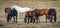 Horses grazing in field