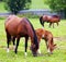 Horses grazing on the field.