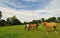 Horses grazing in field