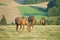 Horses Grazing in a Field