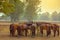 Horses grazing in field in evening. Many horses on pasture in sunset light. Majestic brown horses pasturing in warm spring