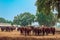 Horses grazing in field in evening. Many horses on pasture in sunset light. Majestic brown horses pasturing in warm spring