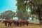 Horses grazing in field in evening. Many horses on pasture in sunset light. Majestic brown horses pasturing in warm spring