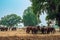 Horses grazing in field in evening. Many horses on pasture in sunset light. Majestic brown horses pasturing in warm spring