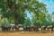 Horses grazing in field in evening. Many horses on pasture in sunset light. Majestic brown horses pasturing in warm spring