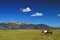 Horses Grazing in Field with Mountains in Colorado