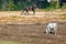 Horses grazing in freedom