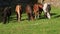 Horses grazing in freedom, in the Pyrenees of Catalonia (SPAIN).