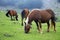Horses grazing in the Gorbeia Natural Park. Basque Country. Spain